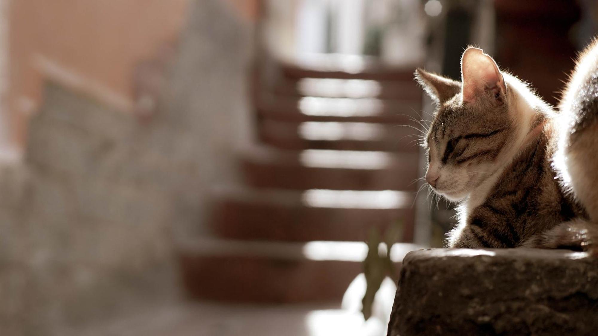 Casa Nel Borgo Dei Gatti Lejlighed Cetara Eksteriør billede
