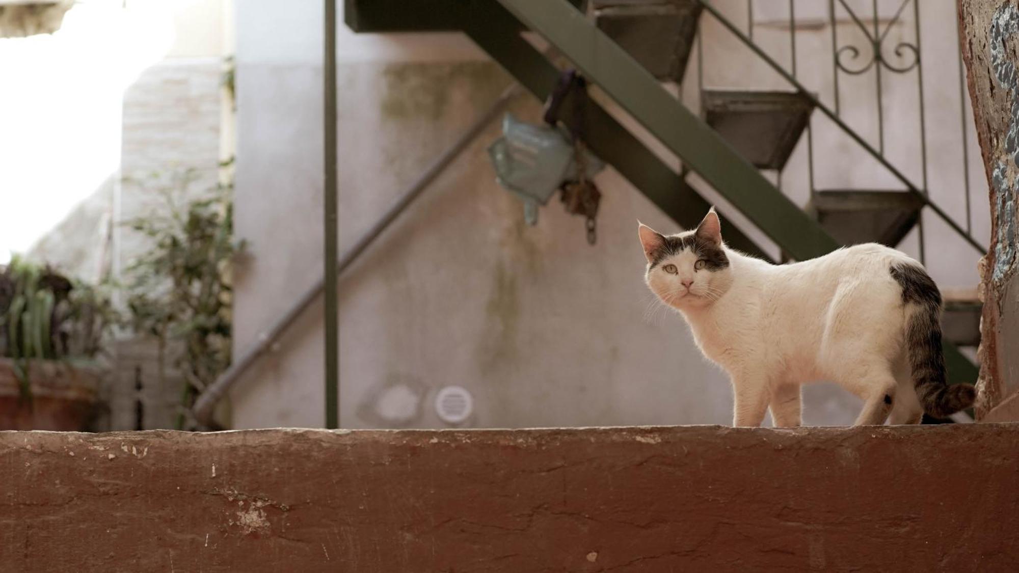 Casa Nel Borgo Dei Gatti Lejlighed Cetara Eksteriør billede